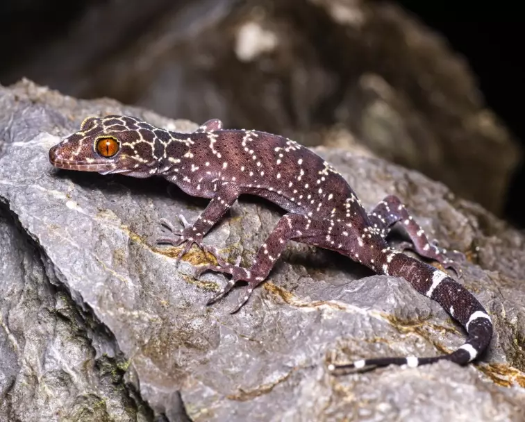 Pacific slender-toed gecko