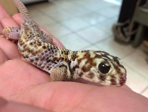 Frog-eyed gecko habitat