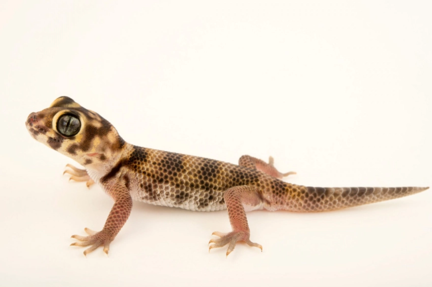 Teratoscincus scincus