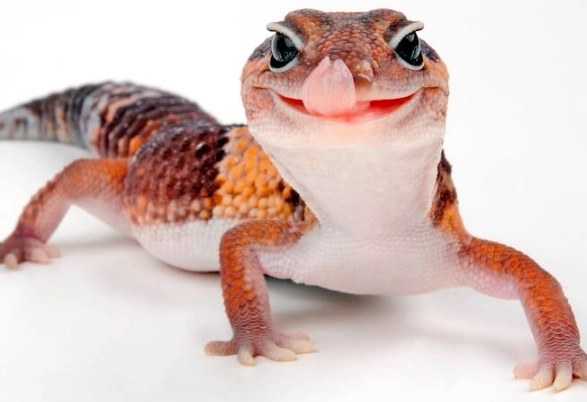 fat tailed gecko care