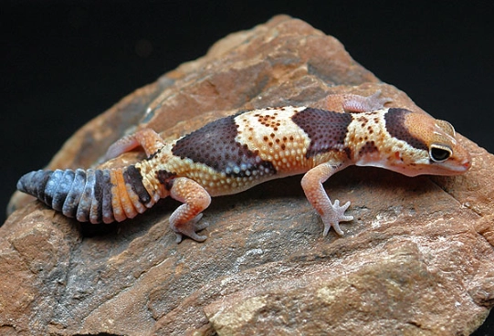 african fat-tailed gecko habitat