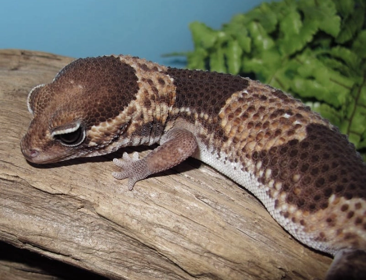 african fat-tailed gecko habitat
