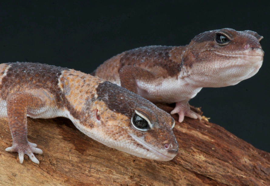 fat tailed gecko care