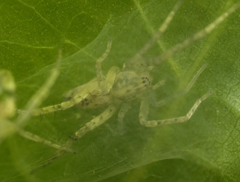pholcus phalangioides