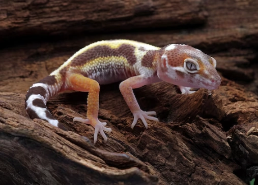Wooden-tailed gecko habitat Wooden-tailed gecko habitat