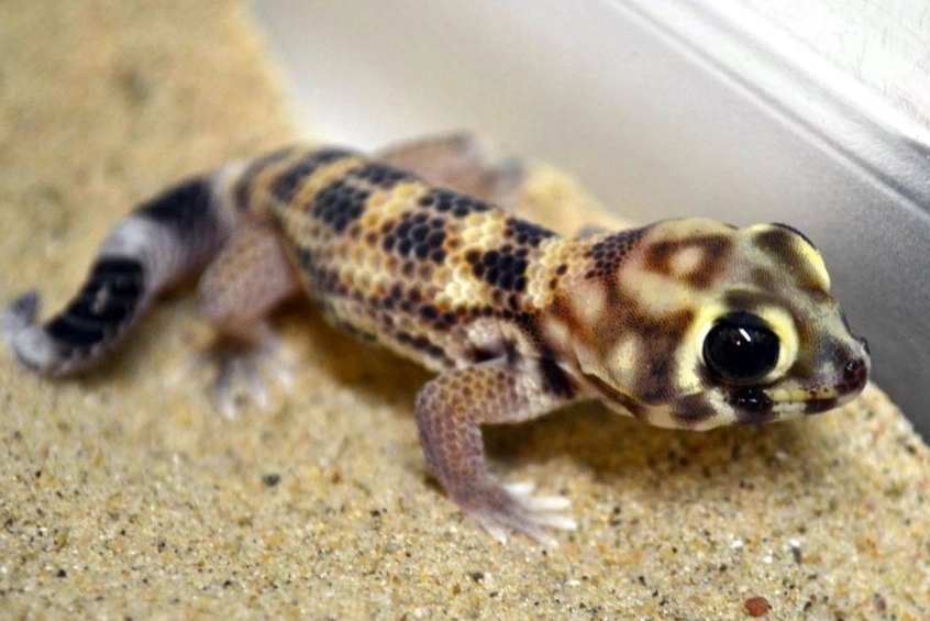 Frog-eyed gecko care