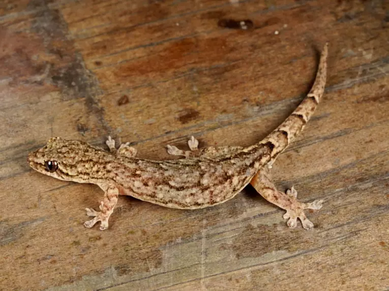 Slender-skinned woolly-tailed gecko care