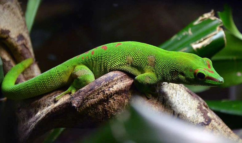 Madagascar Ground Gecko Care