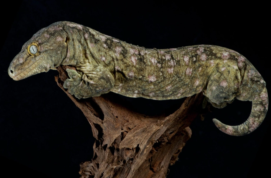 New Caledonian gecko species