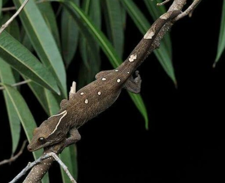 Woolly-tailed gecko habitat
