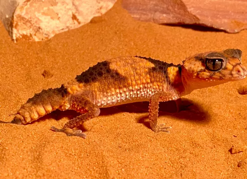 Slender-skinned gecko facts