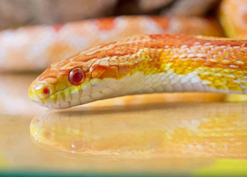 corn snake care corn snake care