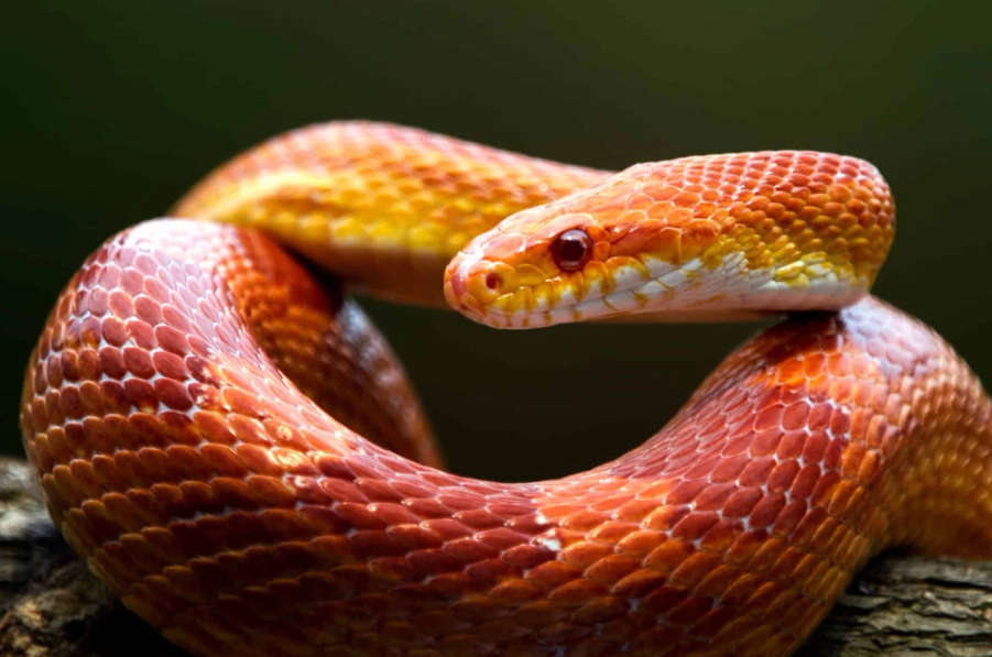 are corn snakes good pets are corn snakes good pets
