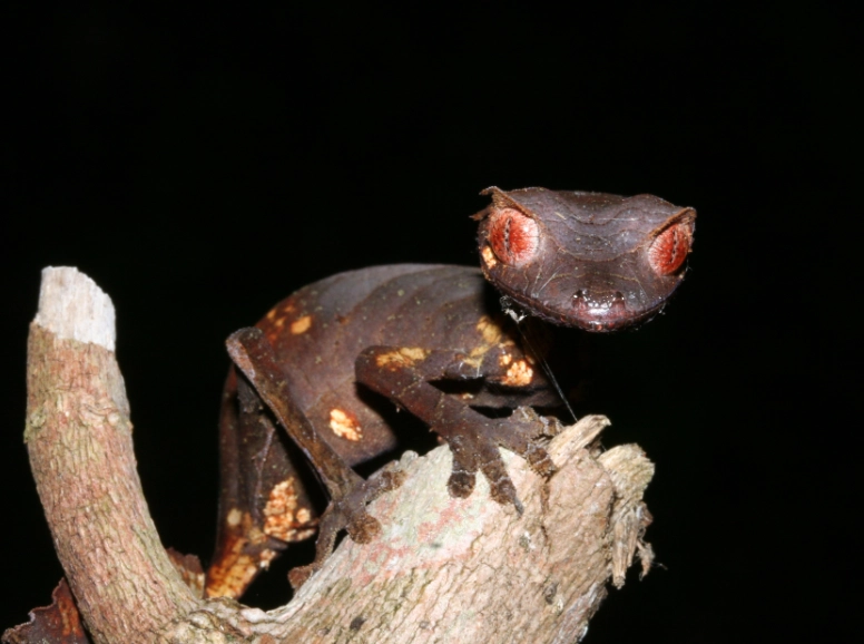 Leaf-tailed gecko facts