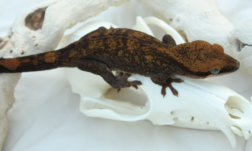 Woolly-tailed gecko habitat