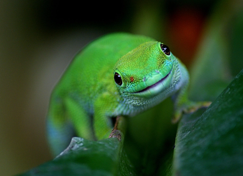Madagascar Ground Gecko Care