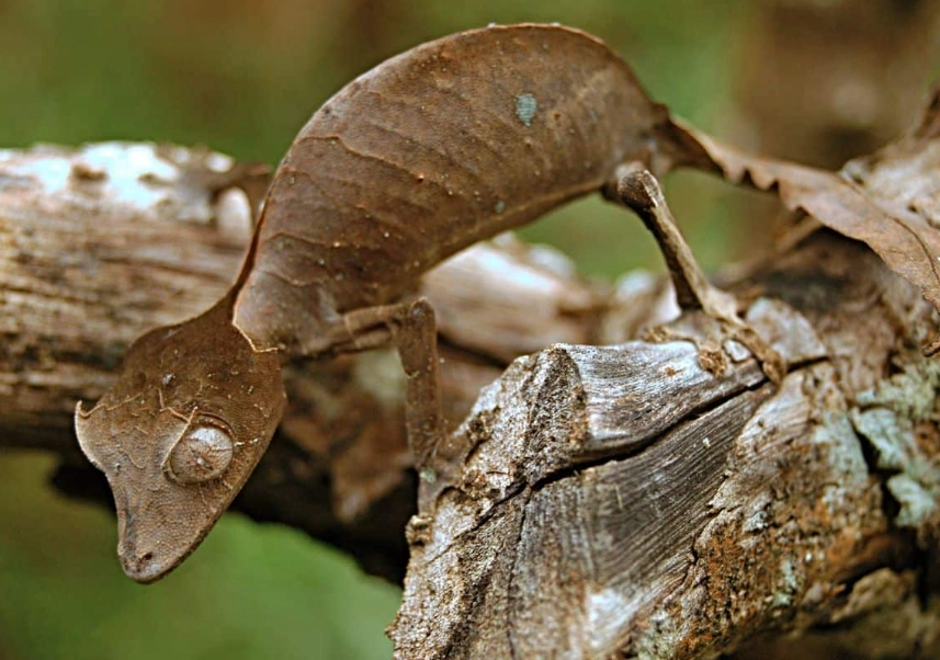 Leaf-tailed gecko facts