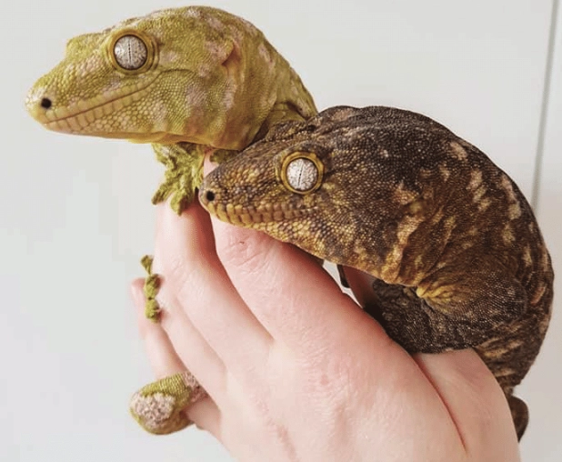 Rhacodactylus chahoua pet