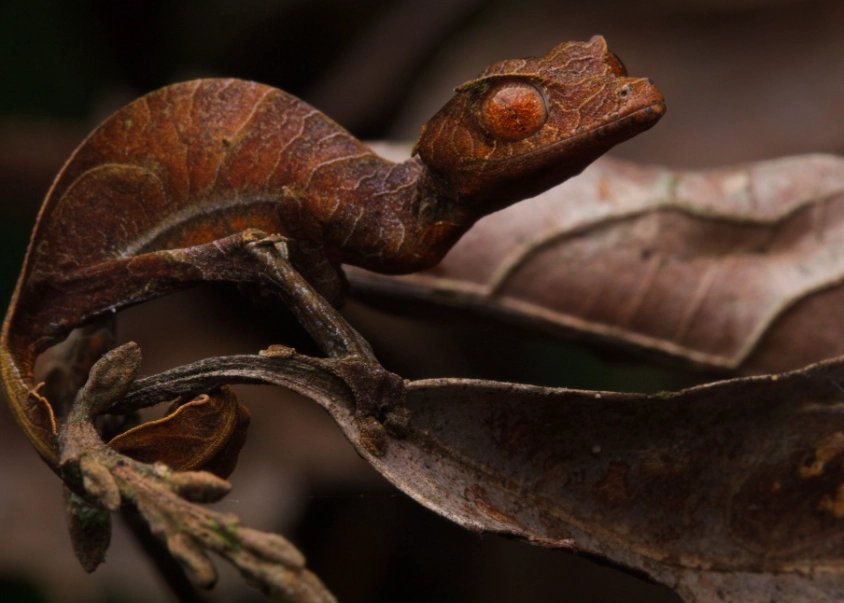 Leaf-tailed gecko care