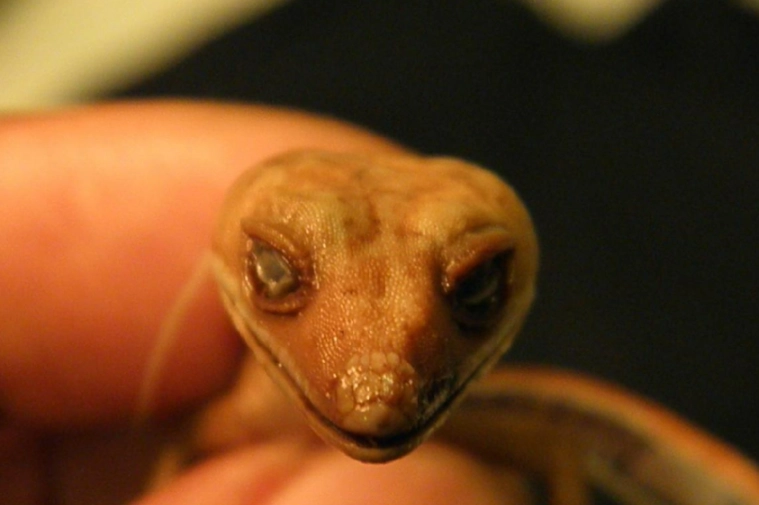 Aeluroscalabotes felinus