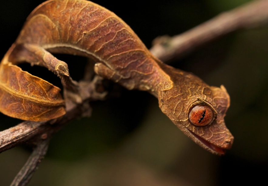 Uroplatus gecko