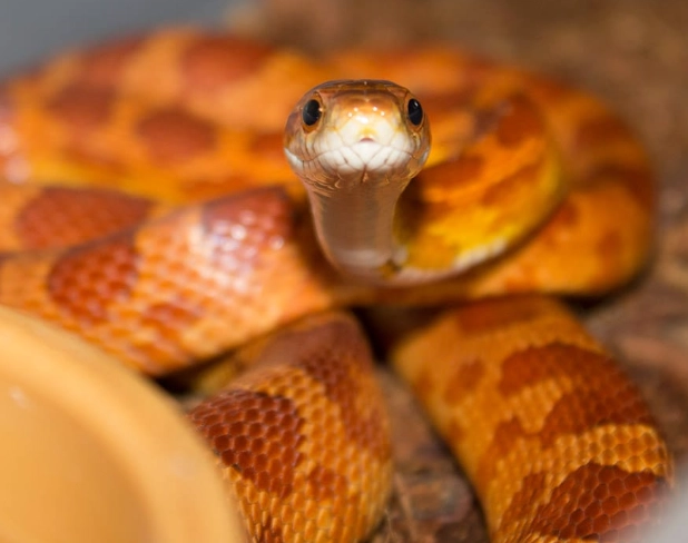 corn snake setup corn snake setup