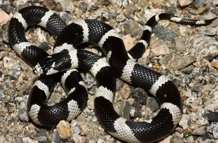 California kingsnake care