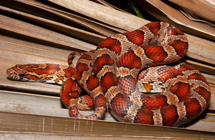 are corn snakes good pets are corn snakes good pets