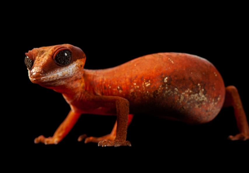 Aeluroscalabotes felinus