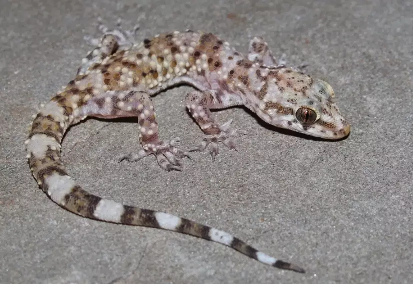 scale-eyed gecko habitat