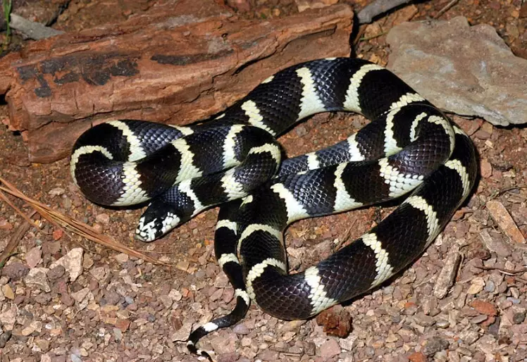 California kingsnake morphs