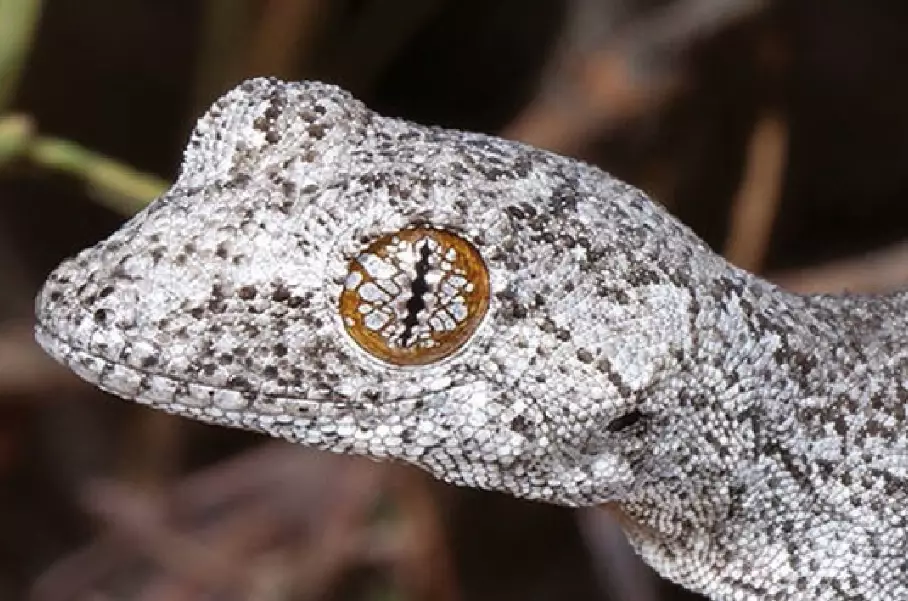 scale-eyed gecko habitat