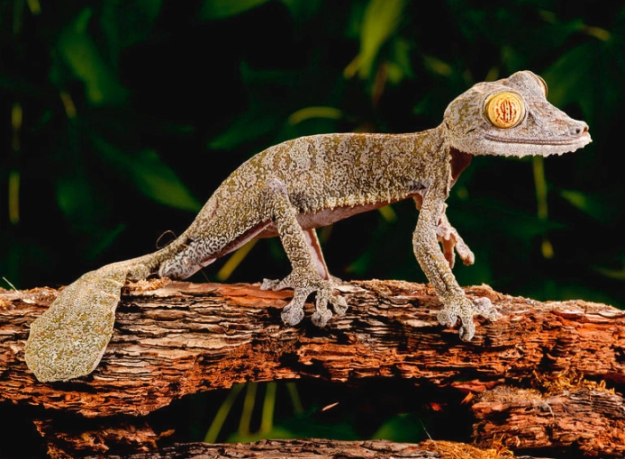 Uroplatus gecko