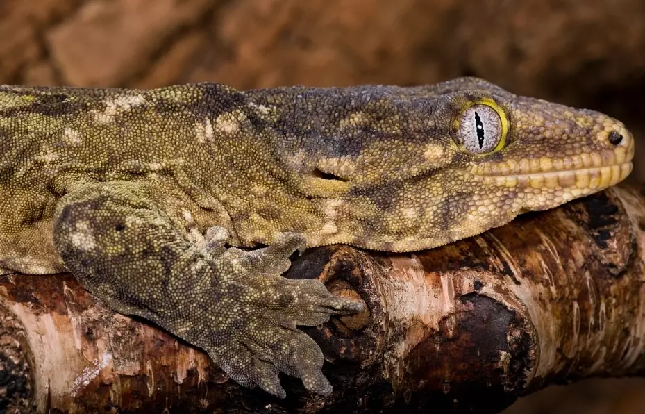 bearded dragon gecko care