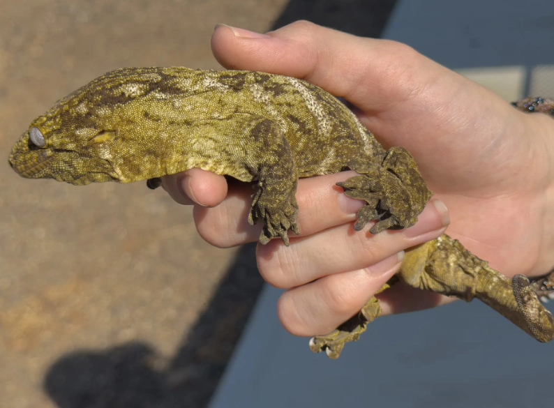 New Caledonian gecko species