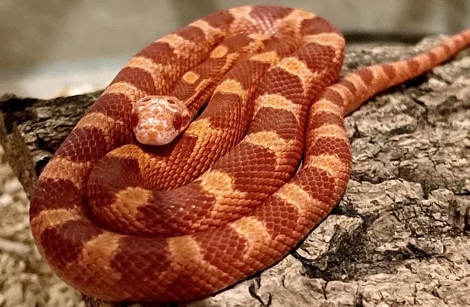 corn snake care corn snake care
