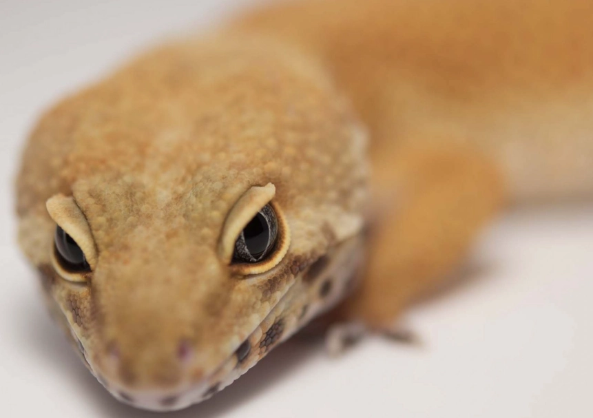 scale-eyed gecko pet