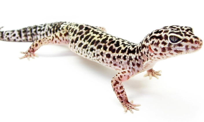 scale-eyed gecko care