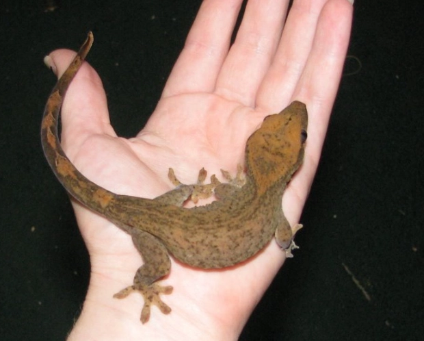 Slender-skinned woolly-tailed gecko care