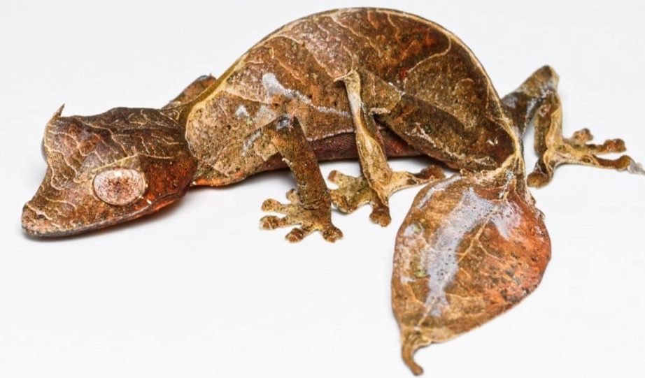 Leaf-tailed gecko care