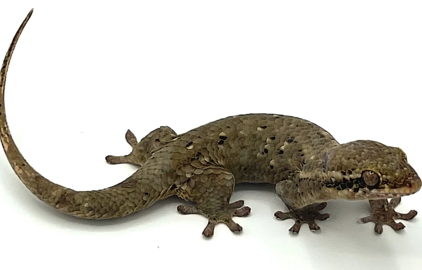 scale-eyed gecko care