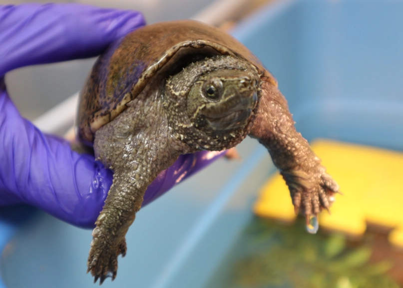 musk turtle care