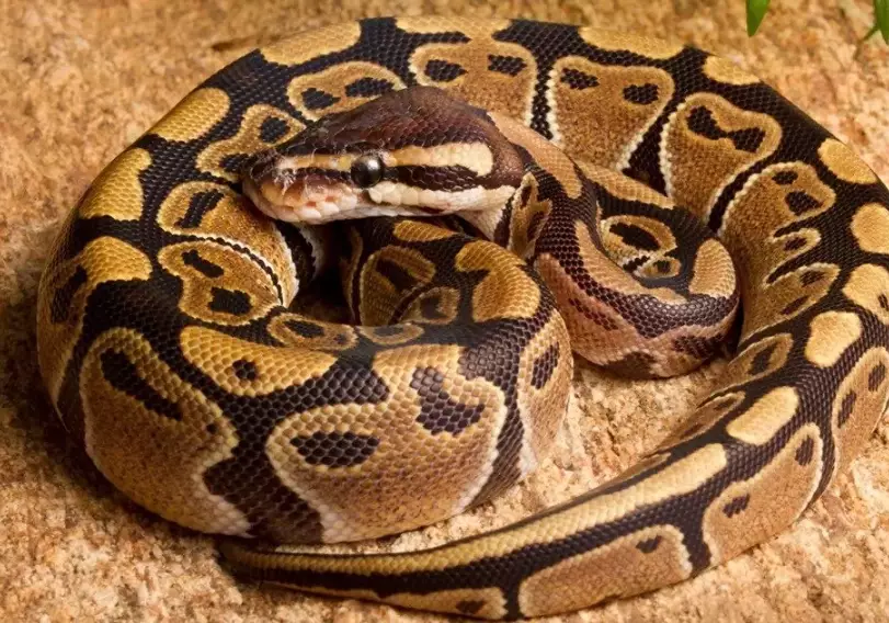 ball python care