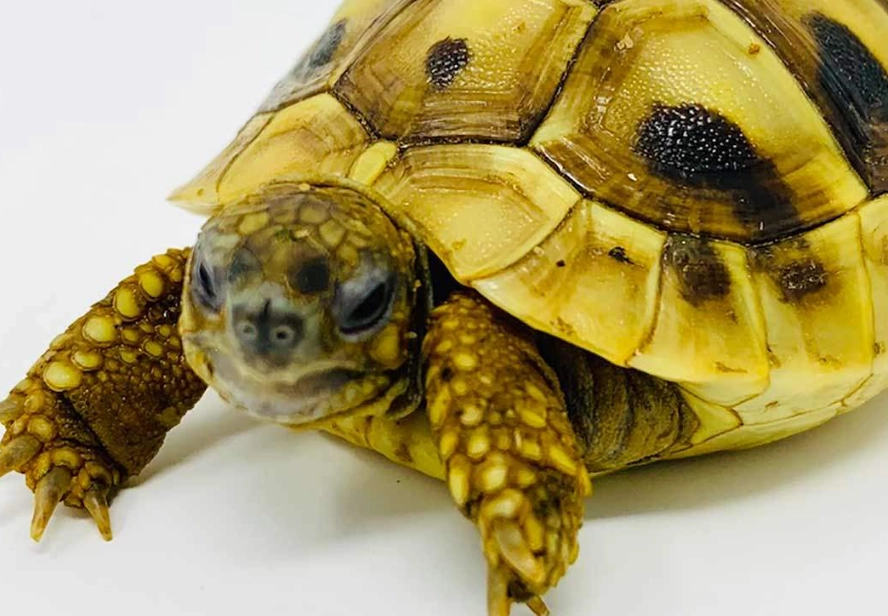 Hermann tortoise lifespan