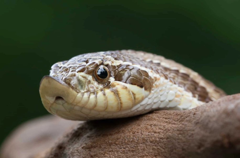hognose snake pet