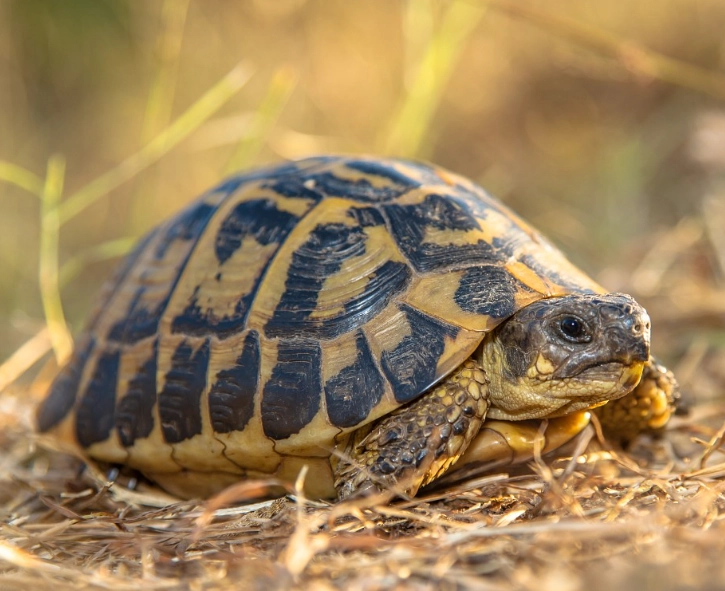 Hermann's tortoise habitat