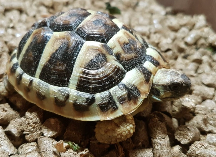 Hermann's tortoise care