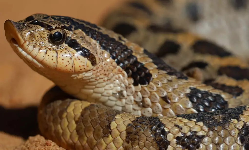 hognose snake care