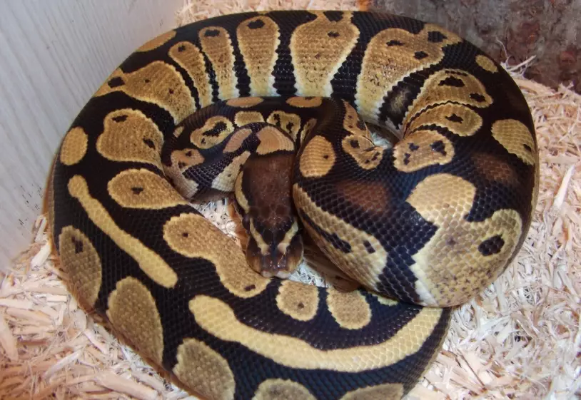 ball python morphs