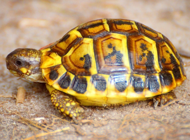Hermann's tortoise habitat
